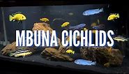 Our Top 10 Favorite Mbuna Cichlids