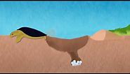 Sea Turtle Life Cycle (Animation)