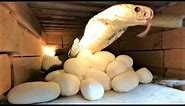Close-up of the rare albino king cobra laying eggs - Harvesting cobra eggs in the 2023 crop.