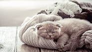 Feline Leukemia: Symptoms and Treatments for Cats - Boughton Square Animal Clinic