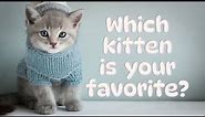 Cute Kittens in Winter Wonderland, Wearing Sweaters, Hats, and Scarves