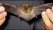 Interesting facts about Bat little Brown by weird square