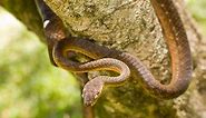 Brown tree snake - Alchetron, The Free Social Encyclopedia