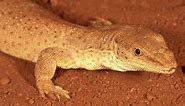 Australian lizard the world's smallest monitor - Australian Geographic