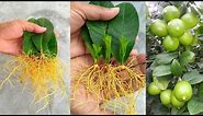 How to grow lemon trees from lemon leaves - With 100% Success