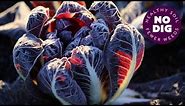 Grow chicory for beautiful hearts of radicchio, dense and bittersweet, or for chicons