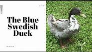 The Blue Swedish Duck: Everything You Need to Know