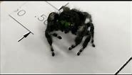 Giant Jumping Happy Face Spider - The Phidippus Audax