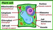 Learn all about plant cells in 2 MINUTES 🌱 | Easy science video