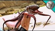Octopus CAUGHT in South Africa!