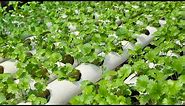 Almacigos de cilantro y cultivo hidroponico