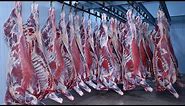 How to Hang Meat - Hanging Beef Carcass
