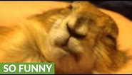 Prairie Dog makes hilariously weird noises while sleeping