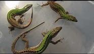 Italian wall lizards 1.2.0 (Podarcis sicula)