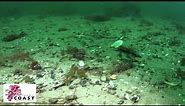 Marine Priority Feature- Ocean quahog