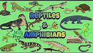 Reptiles and Amphibians explained with pictures | differences between Reptiles and Amphibians