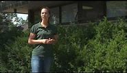 Introduction to Wisconsin Native Plants