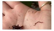 Elm Dirt - Worm Wednesday🪱 Did you know? Tiny earthworms...