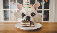 10 totally paw-some dog birthday party ideas