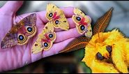 Cute Moth Breeding: Io Moth (Automeris io) / How to Breed Io Moths? MothCycles ft Bart Coppens