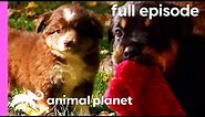 Pug, Rottweiler, and Mini Australian Shepherd Puppies! | Too Cute! (Full Episode)