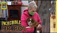Treating Two Dogs with Leg Injuries | The Incredible Dr. Pol