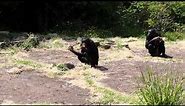 Bonobos voedermoment / Bonobo feeding time : Planckendael