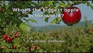 Whats the biggest apple in the world?