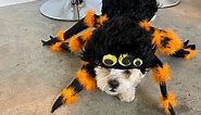 I Transformed My Dog into a Creepy Spider with an Amazing Spider Halloween Costume!