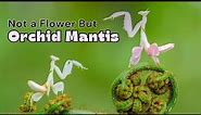 Beautiful & Deadliest Mantis: Fascinating Orchid Mantis Facts