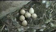 Californian quail hatching eggs