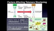 Telomeres and Telomerase: Aging Theory and Nutritional Applications
