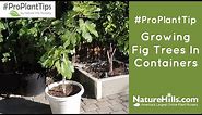 Growing Fig Trees in Containers | NatureHills.com