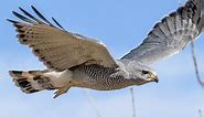 Gray Hawk Identification, All About Birds, Cornell Lab of Ornithology