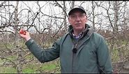 'Click' pruning demonstration in pears