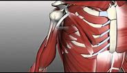 Muscles of the Upper Arm - Anatomy Tutorial