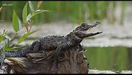 The difference between alligators and caimans