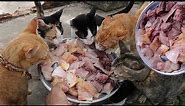 Cats eat Delicious​ fish