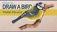 Pastel Pencils - How to Draw a Bird