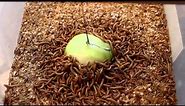 Mealworm feeding Apple