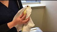 How to give oral medications to a "Small" Parrot (under 200g)