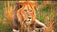 Lion - The King of Africa / Documentary (English/HD)