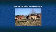 Marsh Tacky Horse History