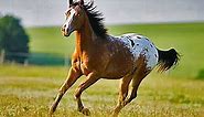 THE APPALOOSA • A COLORFUL HERITAGE