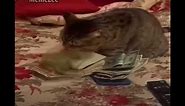 Here comes the money || meme || cat ||