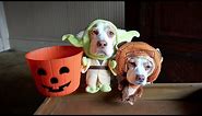 Dogs in Costumes Go Trick-or-Treating on Halloween: Cute Dogs Maymo & Penny