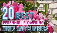 20 Best Perennial Flowering Vines and Climbers