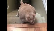 CHONKY Cats Are The Best