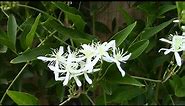 Clematis Paniculata