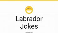 43  Labrador Jokes And Funny Puns - JokoJokes